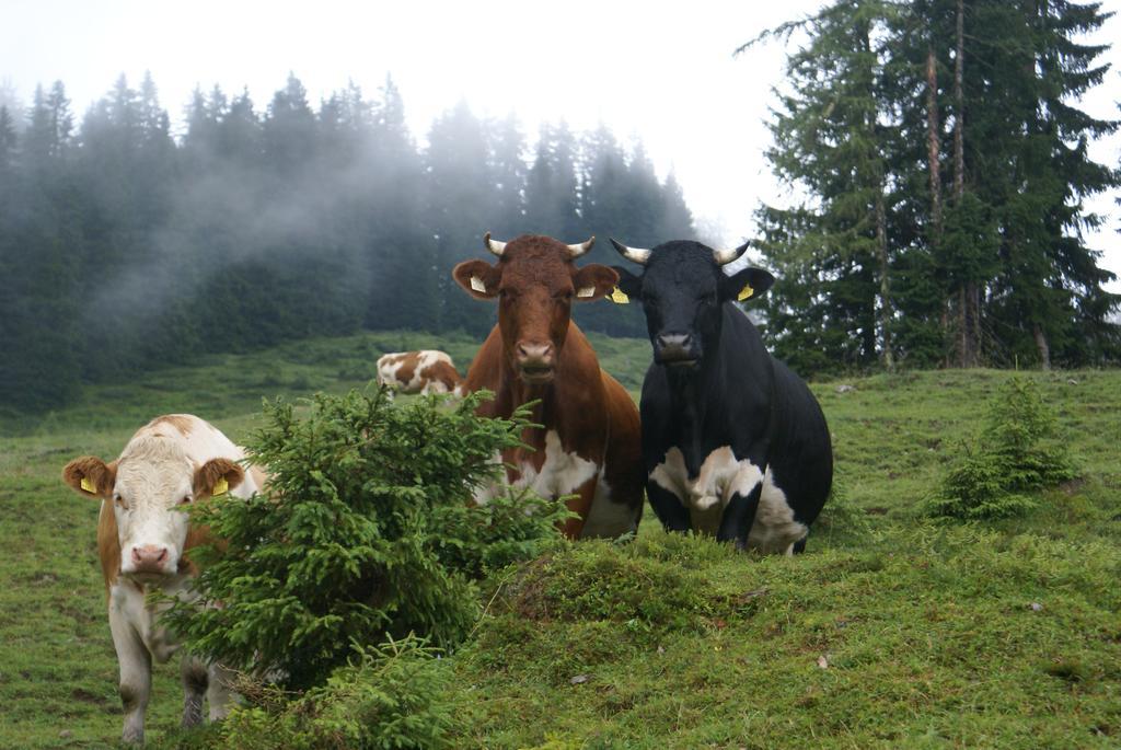 Ferienwohnung Das Sonneck Mühlbach am Hochkönig Exterior foto